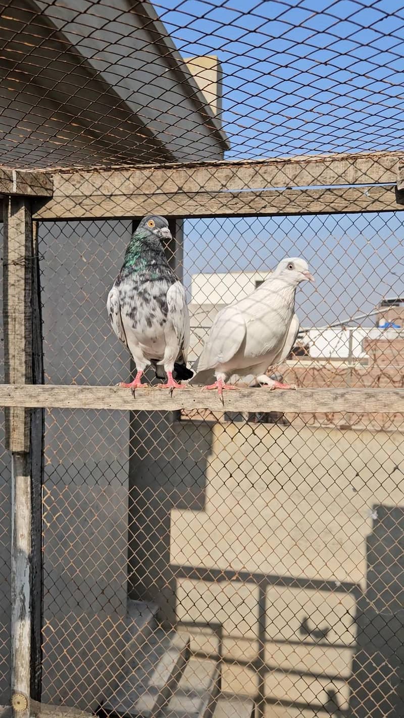 Breeder pair 5