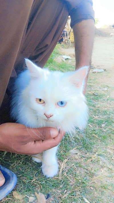 white persian cat 1 Year old