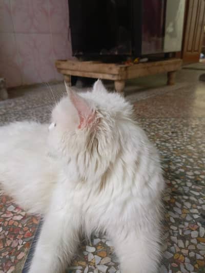 Doll face white persian