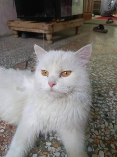 Doll face white persian