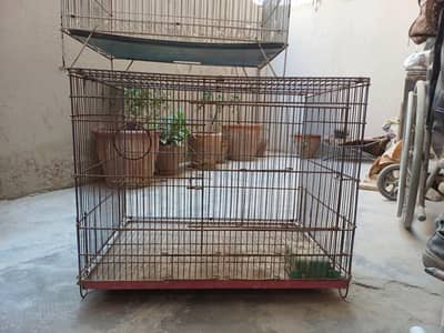 Cream Cocktail and 2 Cages for Sale