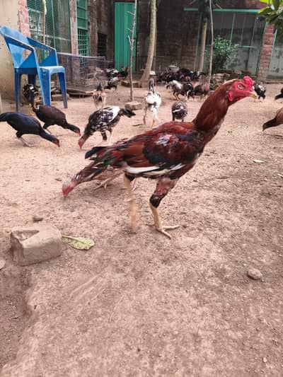 high quality aseels pathay pathiya for sale