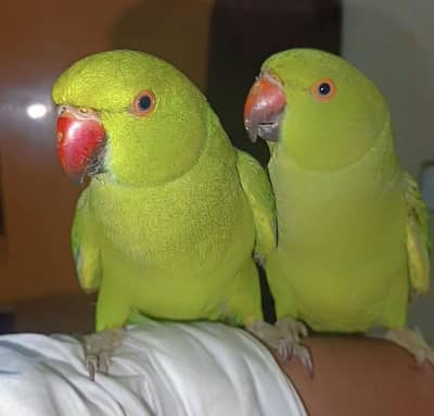 Tame parrot