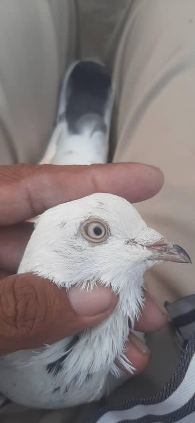 High flyer kabuter for sale/Pigeons for sale/Kabuter for sale