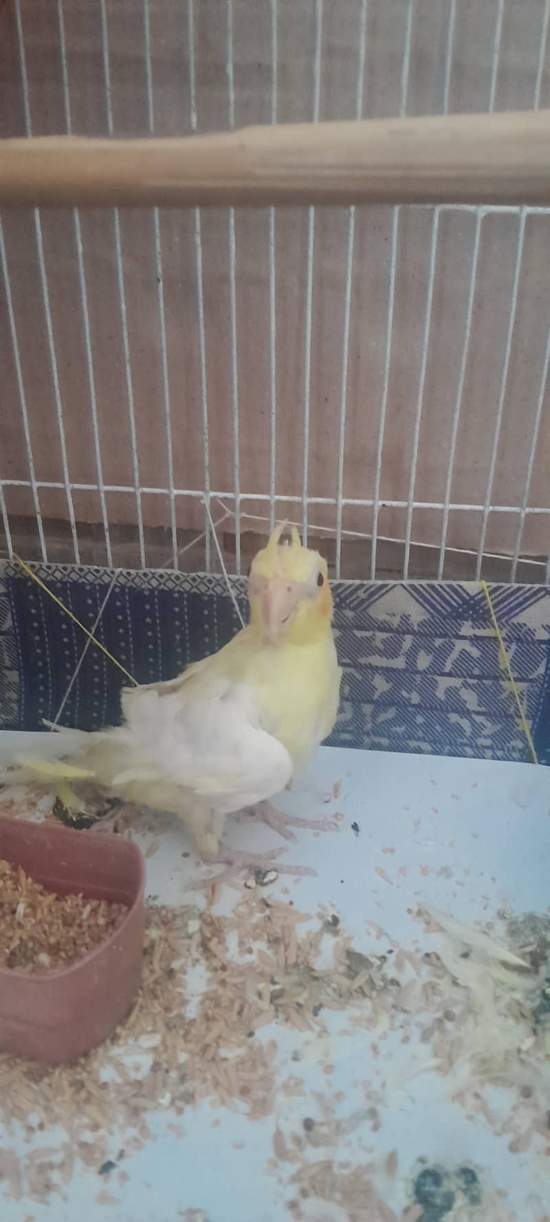 cocktail 0