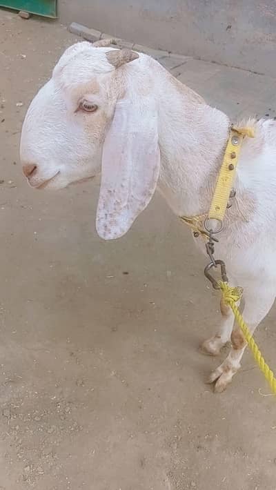 desi path full healthy 20 kg meat  age 4dant