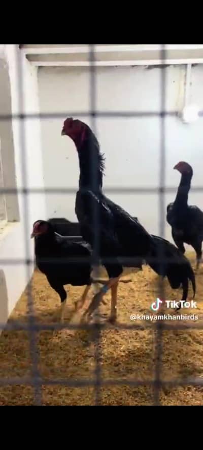 White Shamo and Balck Shamo Chicks