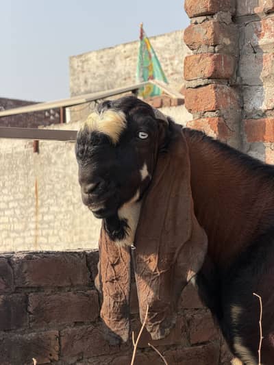 BEETAL BAKRA BREEDER