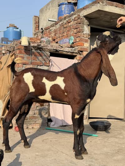 Beetal Nagra Dabba Breeder for Sale | Premium goat Bakra
