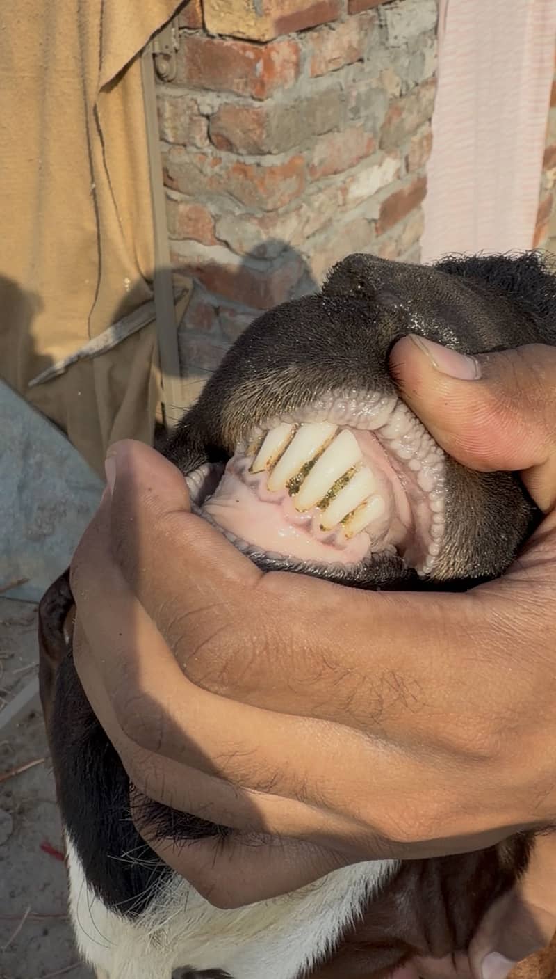 Nagra Dabba Goat for Sale | Premium Breeder Bakra | Under 6 Teeth | 5