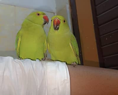 Hand tame parrot
