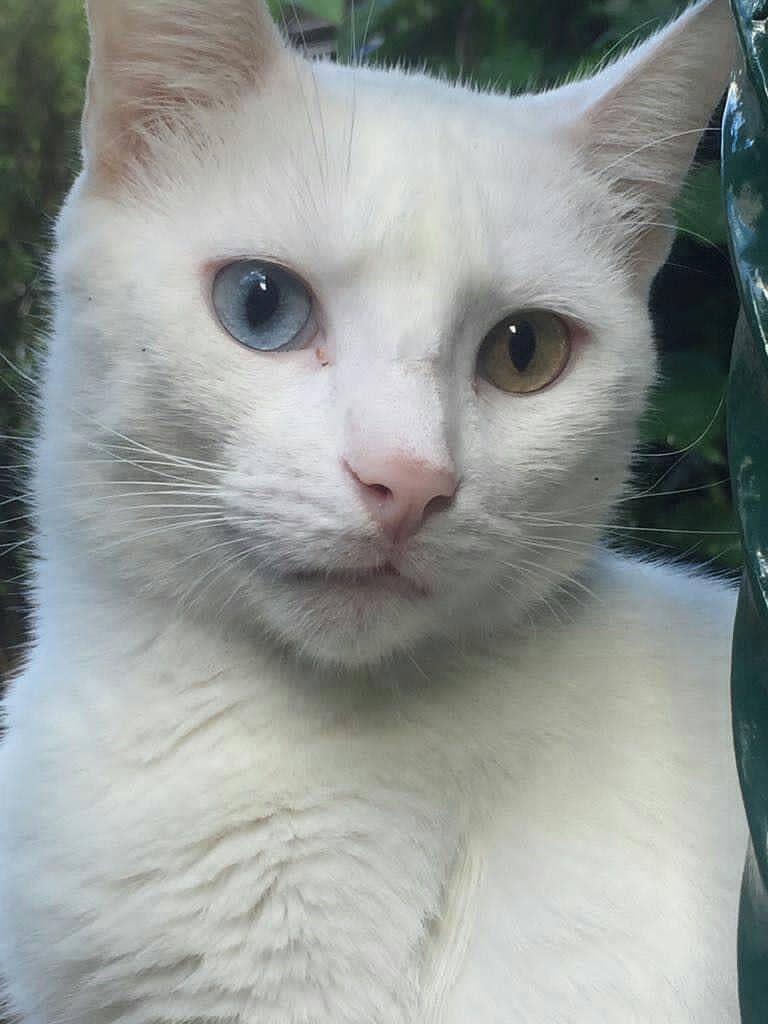 cat Persian 2