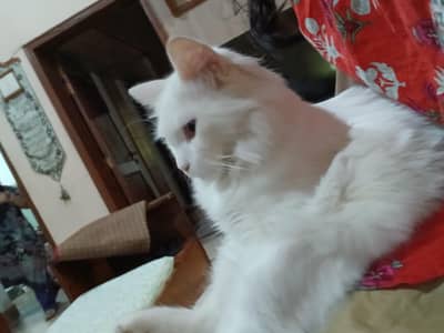 cat male lovely  leo