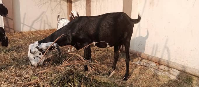 dessi baqri for sale