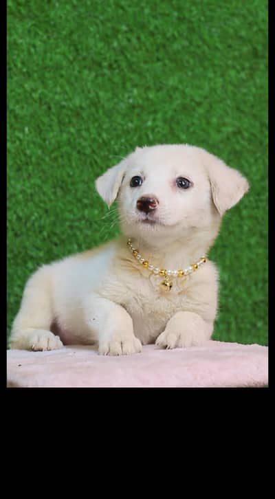 Russian dog puppy male available for sale