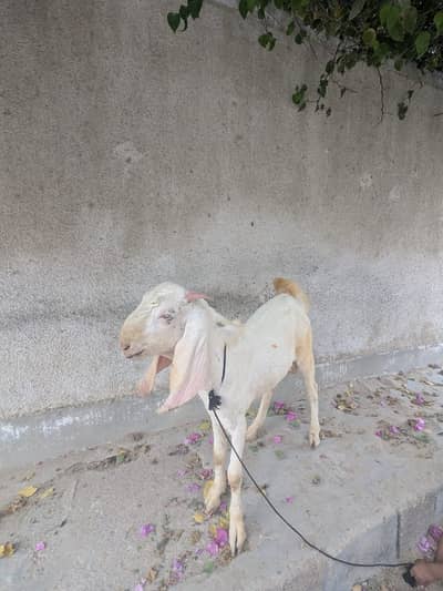 bakra for sale (gulabi cross) white eyes