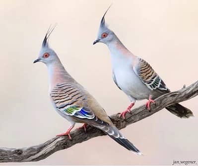 crested dove