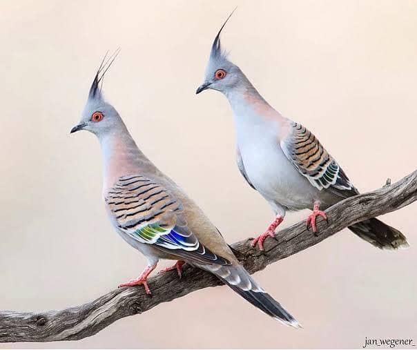 crested dove 0