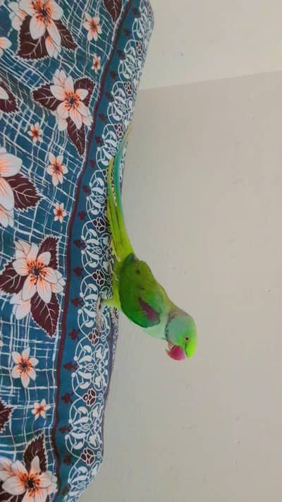 raja.