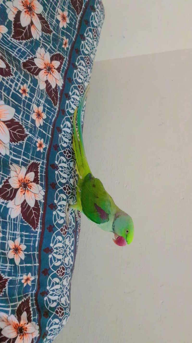 raja. 0