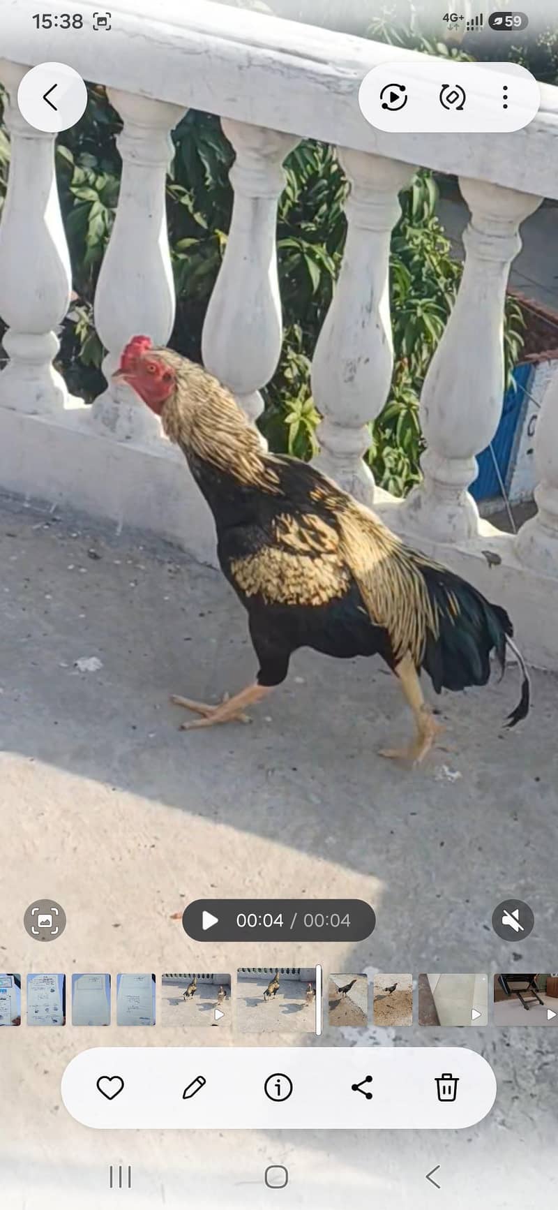 Active & Healthy Traditional Aseel Rooster - Hens - 1121006685