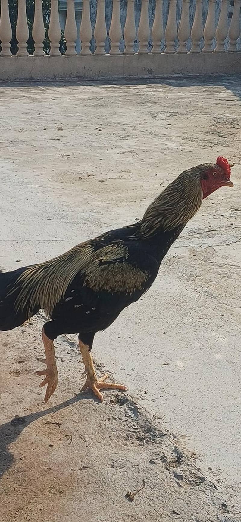 Active & Healthy Traditional Aseel Rooster - Hens - 1121006685