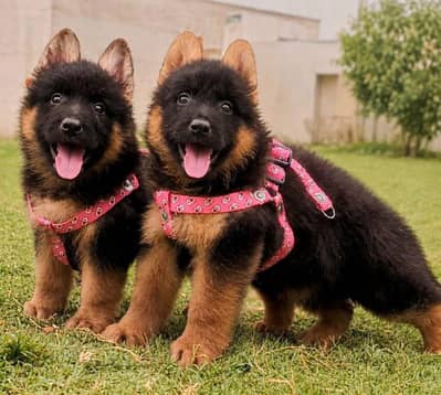 German Shepherd proper long coat 2 month pair for sale
