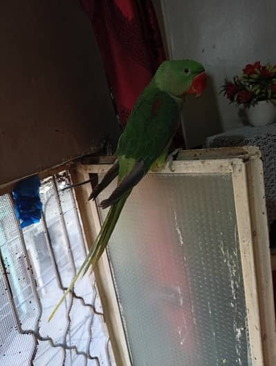 Raw parrot Confirm male for sale