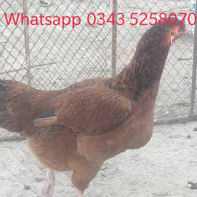 Rir Aseel Cross Females