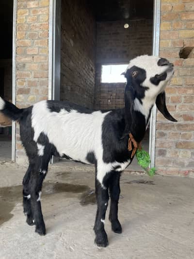 Female goat pair