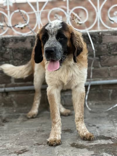 Saint bernad female