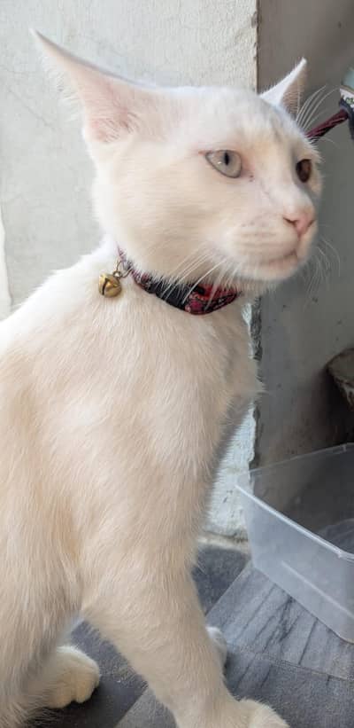 Cute & Healthy Persian Cat for Sale in Lahore