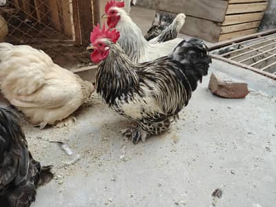 culambian bantam top quality pairs