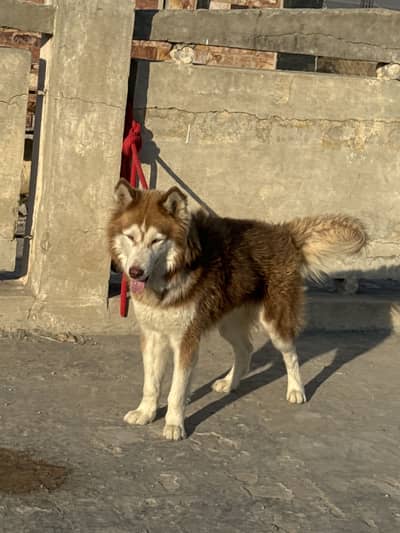Husky