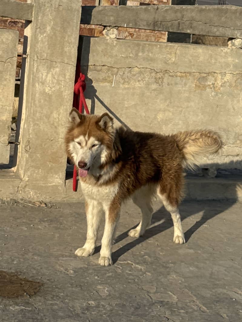 Husky 0
