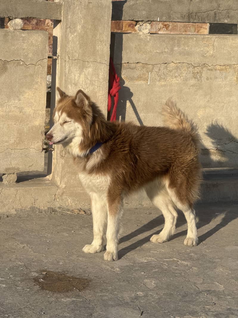 Husky 1