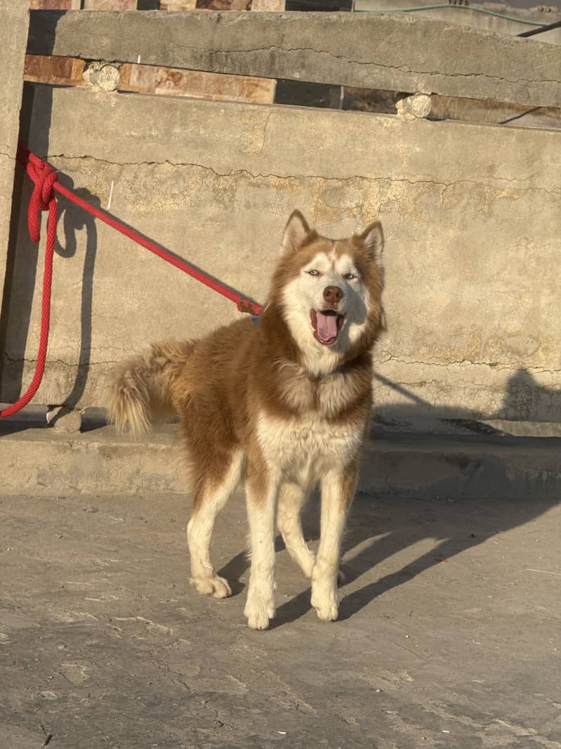 Husky 3