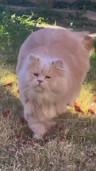 Persion cat