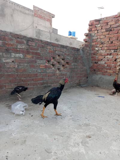 aseel murga ha ghr ke bareed ha