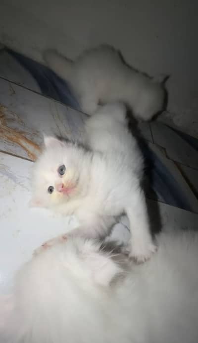 Persian cats age 25 to 30 days long coat