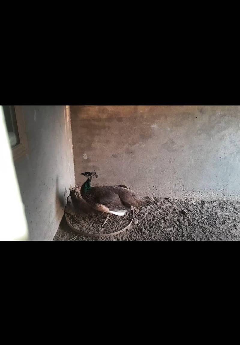 Peacock 0