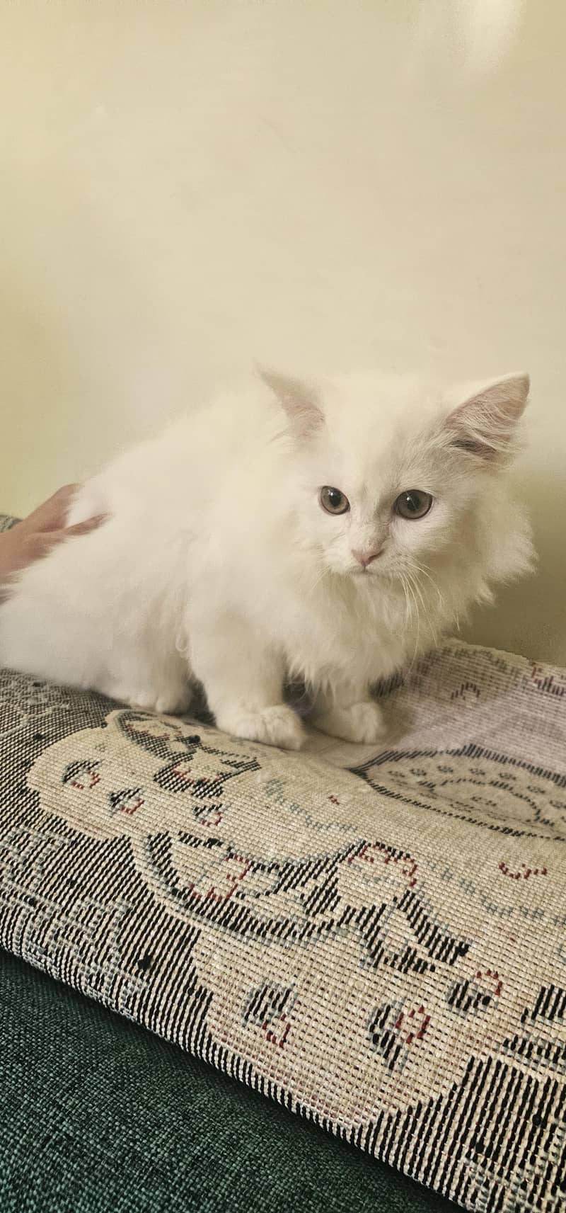 cat whit 11