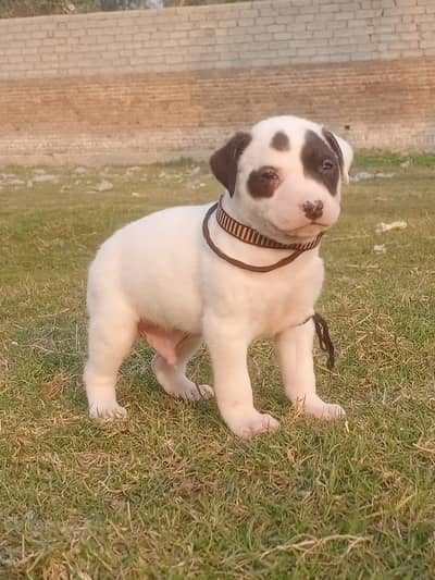 bully gultair / bully gultair puppy / puppies / pakistani bully puppy