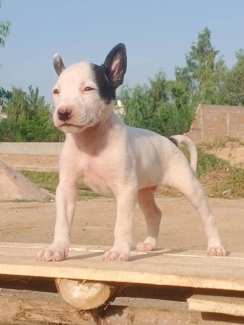 gultair dog | Kohati gultair dog | Kohati gultair | security dog - Dogs ...