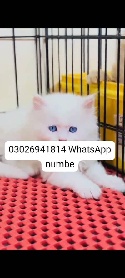 Persian cat for sale male or female healthy or active
