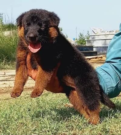German Shepherd | Long coat German Shepherd |puppies pair