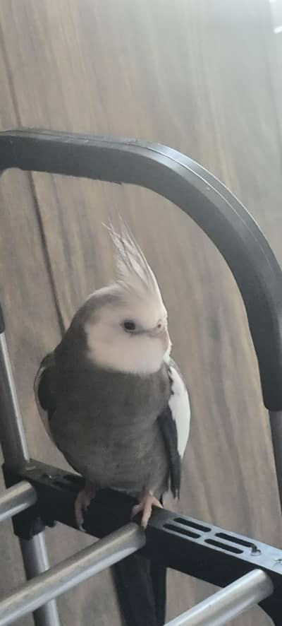 cute Singing cocktail pair for sale