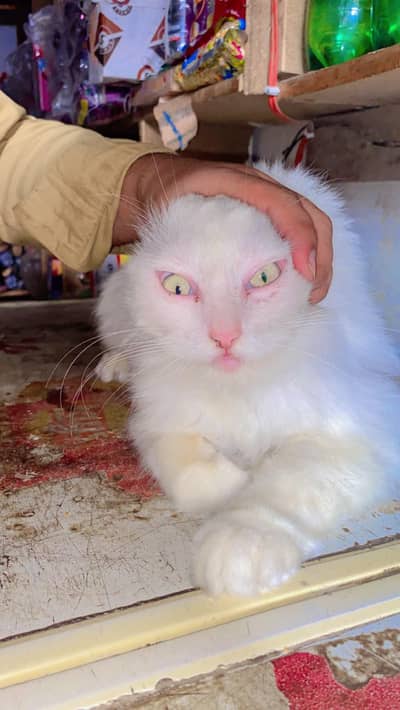 persian cat
