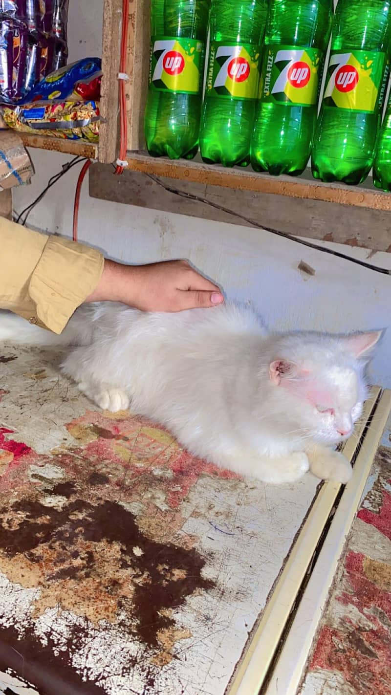 persian cat 1