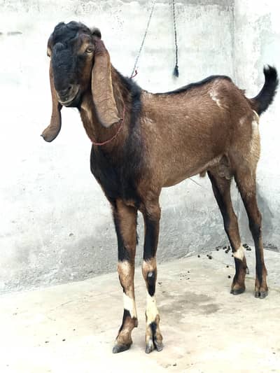 Top Quality Breeder Male